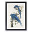 Columbia Jay by John Audubon - Picture Frame Painting-57864426-57864424