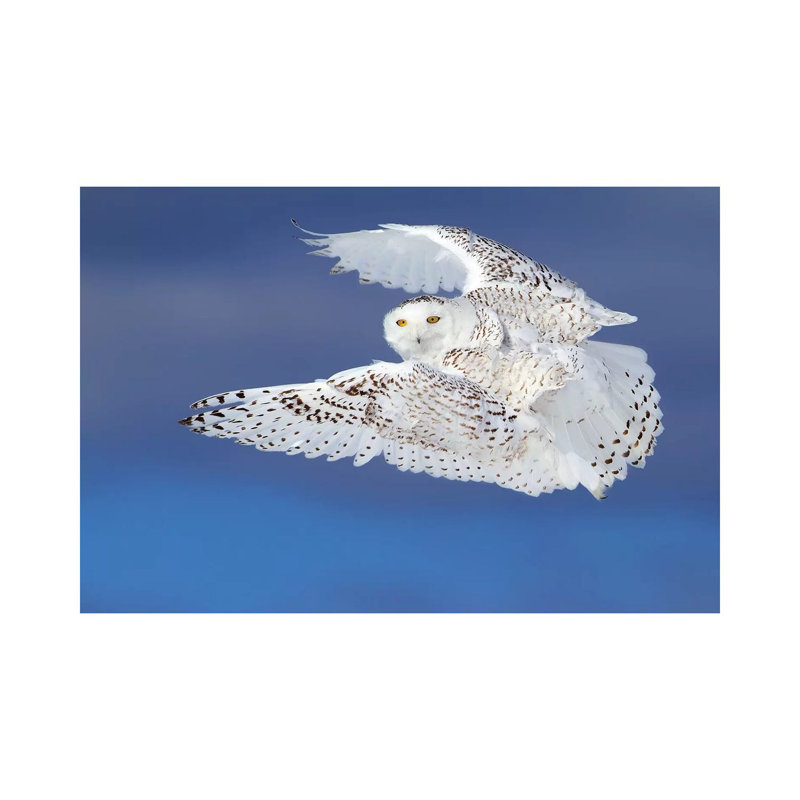 Flight Of The Snowy - Snowy Owl by Jim Cumming - Wrapped Canvas Print, 45.72cm H x 66.04cm W x 1.905cm D
