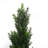 90cm Faux Tree in Pot Liner