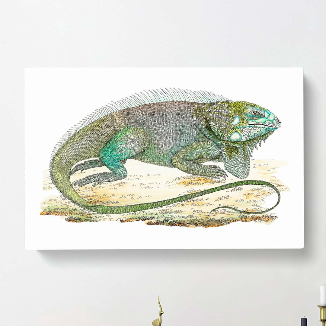 Iguana by George Shaw - Wrapped Canvas