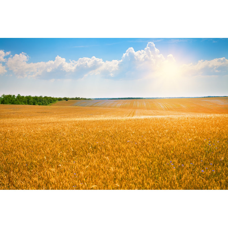 " Wheat Field " by Vvvita, 12'' W x 8'' H