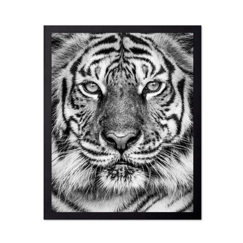 Tigre n ° 2, Cadre noir, Affiche, H 08 po x l 10 po