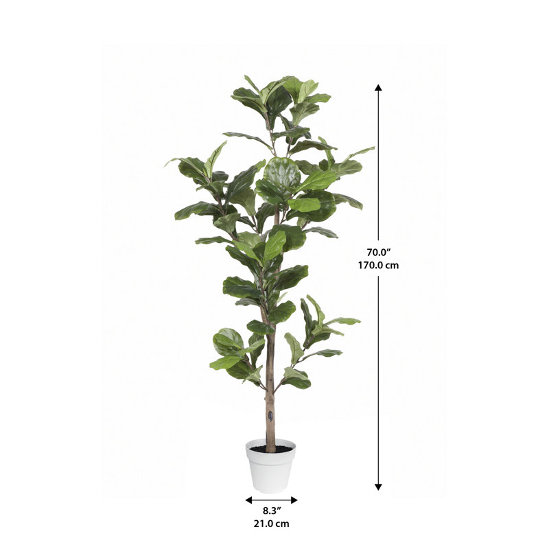 Alpine Ficus Tree