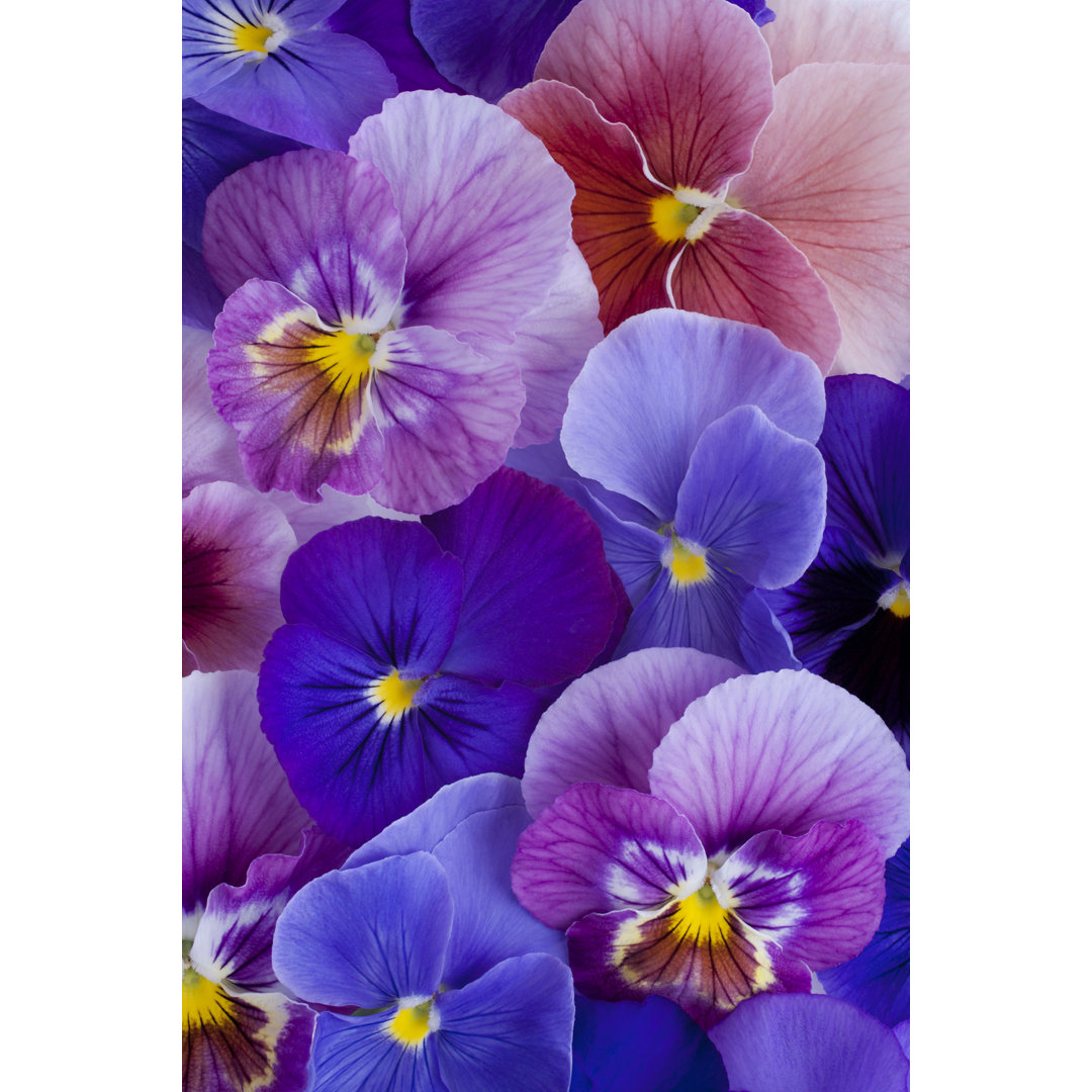 Leinwandbild Blue and Violet Coloured Pansy