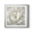 Pivoine parfaite - Cadre photo, reproduction d'art sur papier-1318854610-1318854600