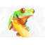 «Curious Red Eyed Frog», reproduction sur toile-98494563