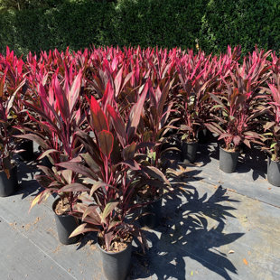 OnlinePlantCenter Live Cordyline Plant in Nursery Pot