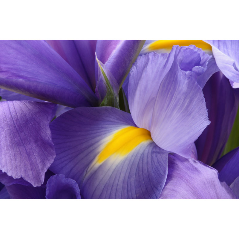 Macro Iris - Photographie sur toile tendue, H 8 po x l 12 po