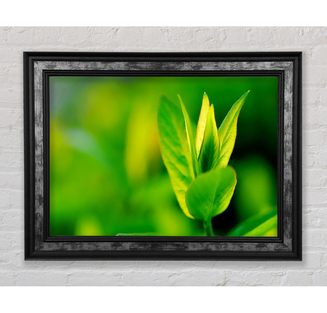 Green Leaf Flower - Einzelner Bilderrahmen Kunstdrucke