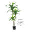 48 po plante Dracena