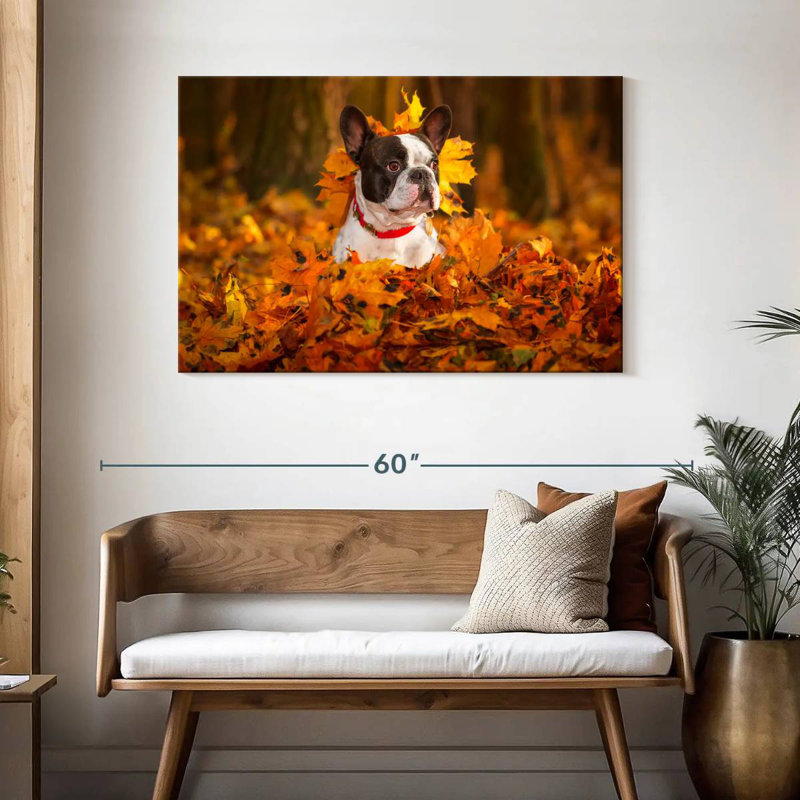 Bouledogue français dans un parc en automne, H 30 po x l 45 po