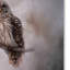 «Winter Owl» de Vidur, impression sur toile tendue-22072316
