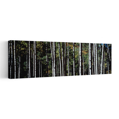 White Aspen Tree Trunks Co Usa Abstract Contemporary Forest Landscape Wall Art