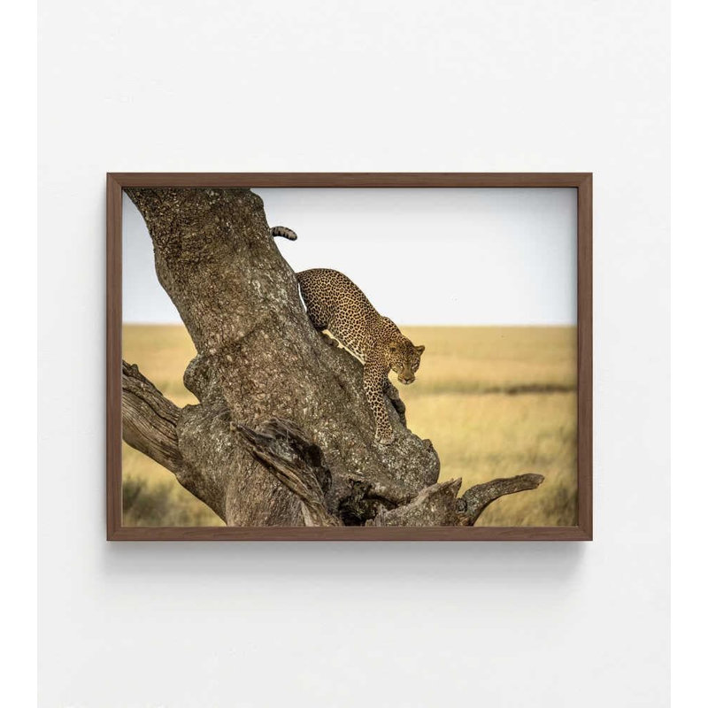 Reproduction de photo de léopard - Serengheti, faune de Tanzanie, H 36 po x l 48 po, Impression encadrée sans passe-partout