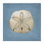 Toile Soft Sea Sand Dollar, design par Julia Purinton-1634918601