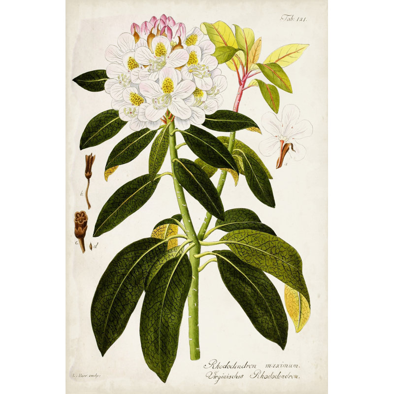 «Vintage Rhododendron I» par Vision Studio, impression sur toile tendue, H 36 po x l 24 po