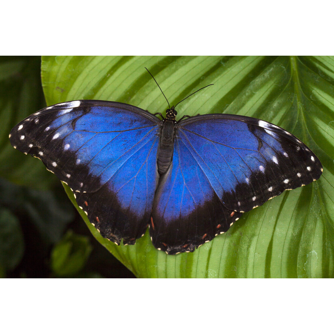 Schmetterling auf Blatt sitzend von Antoninapotapenko - Foto ohne Rahmen auf Leinwand