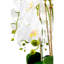 Orchidée dorée Abigail Realtouch-109242015
