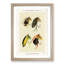 Trout & Bass Fishing Flies by Mary Orvis Marbury - Picture Frame Painting Print-55764838-55764839