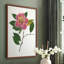Reproduction encadrée pressée Camellia II - bois massif-309909428-309909439