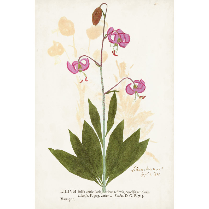 Nature Printed Botanicals V - Wrapped Canvas Print, 46cm H x 30cm W