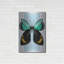 «Butterfly» par Ayse on-817456482