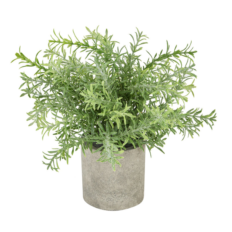 Andaiye 24cm Plant in Pot