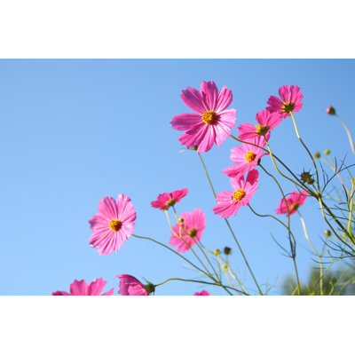 Pink Cosmos - Wrapped Canvas Print