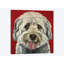 «Bentley the Havese», impression sur toile-32500530-72126798