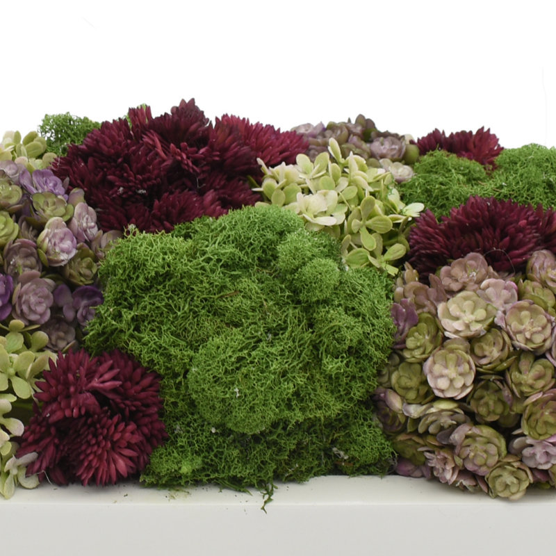 Sedum multicolore dans un pot à fleurs, H 5,5 po x l 20 po x P 8 po, Ovale