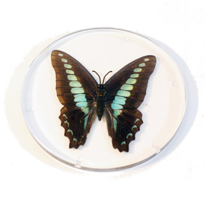 Sous-verres papillon à bouteilles réelles