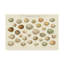«Song Bird Egg Chart v2», reproduction d'impression sur toile tendue-33426132
