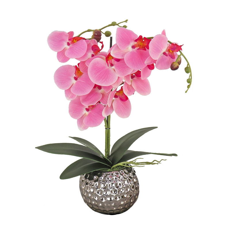 Fleur d'orchidée en pot, Rose