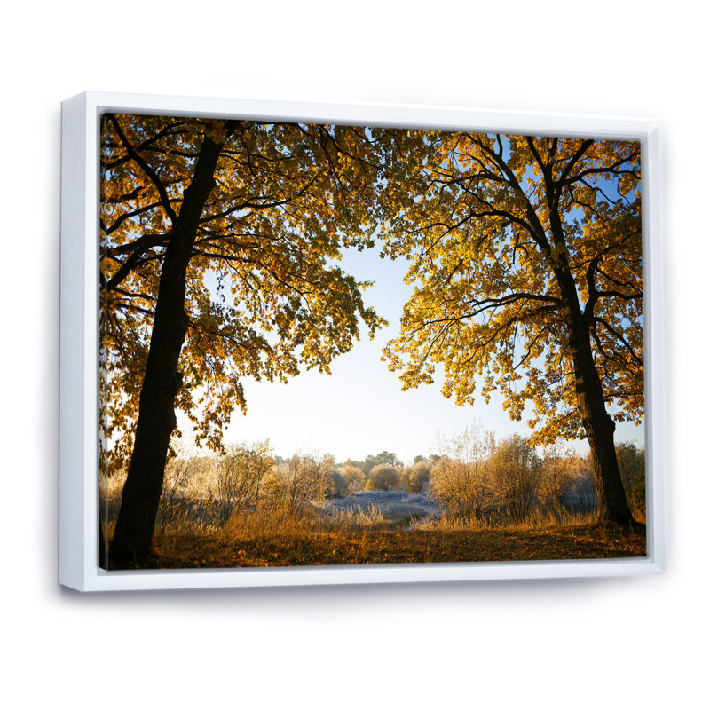 Sunrise On Autumn Oak Grove - Print on Canvas, 24" H x 36" W x 1" D, White Floater Framed Canvas
