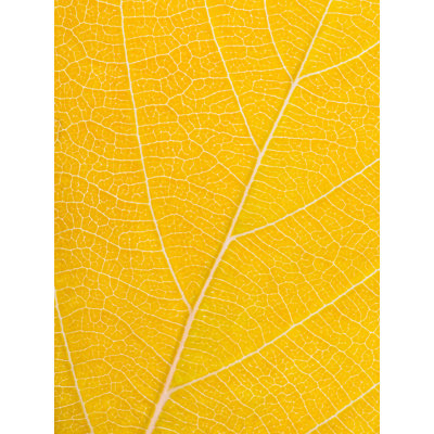 Autumn Leaf Print by Philippe Monthoux