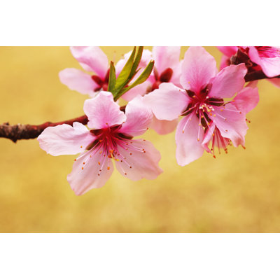 Japanese Peach 1 Piece Wrapped Canvas Wall Art