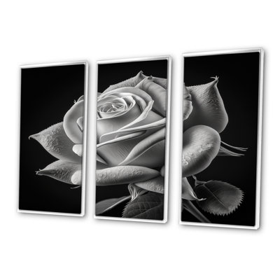 «Blossoming White Rose On Black I», reproduction de cadre flottant sur toile 3 pièces
