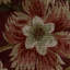 Barwick Velvet-817967446