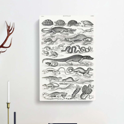 Study Of Reptiles by Oliver Goldsmith - Wrapped Canvas Print