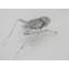 Felicity Animals Decorative Object