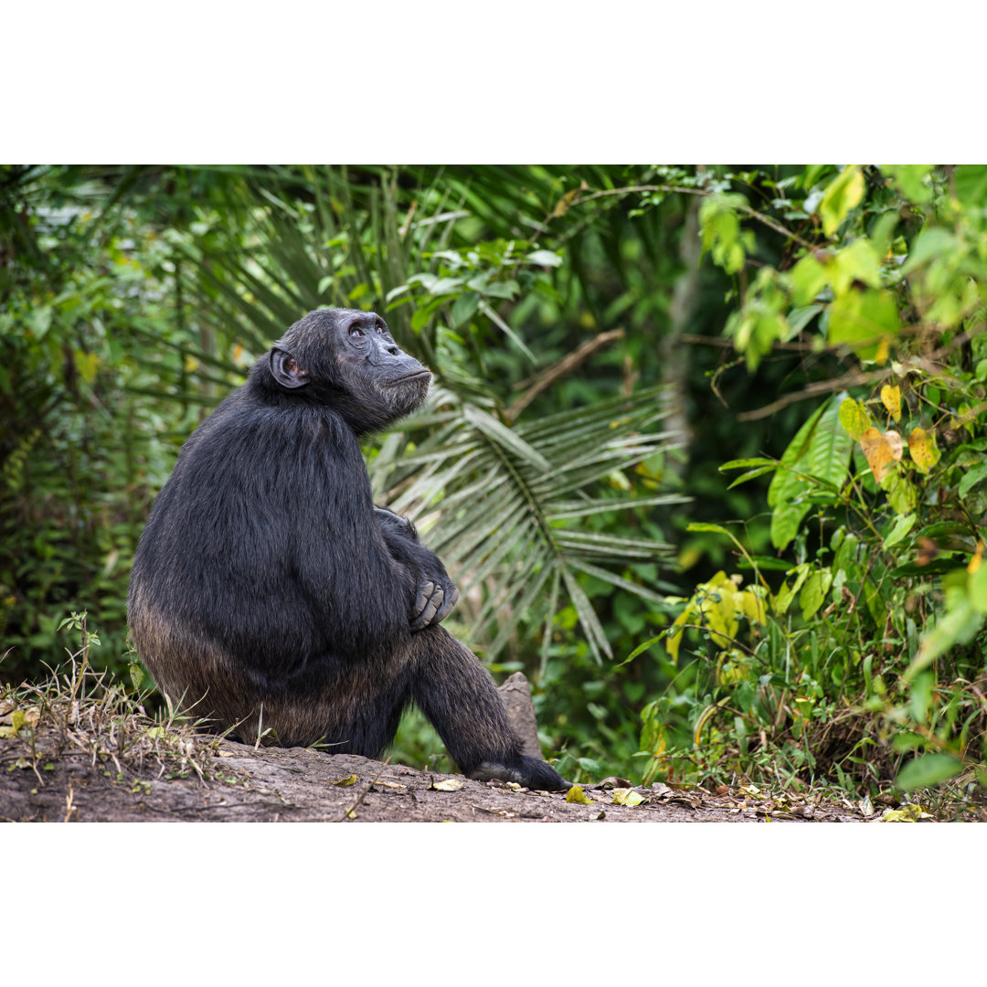 Schimpanse entspannt sich im Dschungel, Wildtieraufnahme, Kibale/Uganda