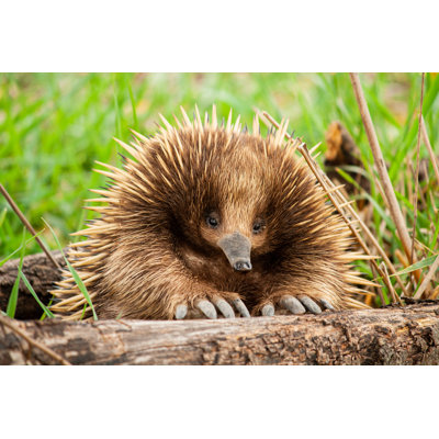 " Echidna Taking Rest "