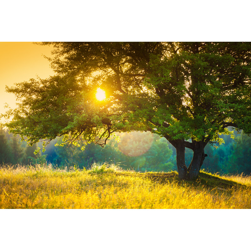 Majestic Tree by Konradlew - Wrapped Canvas Print, 30cm H x 46cm W