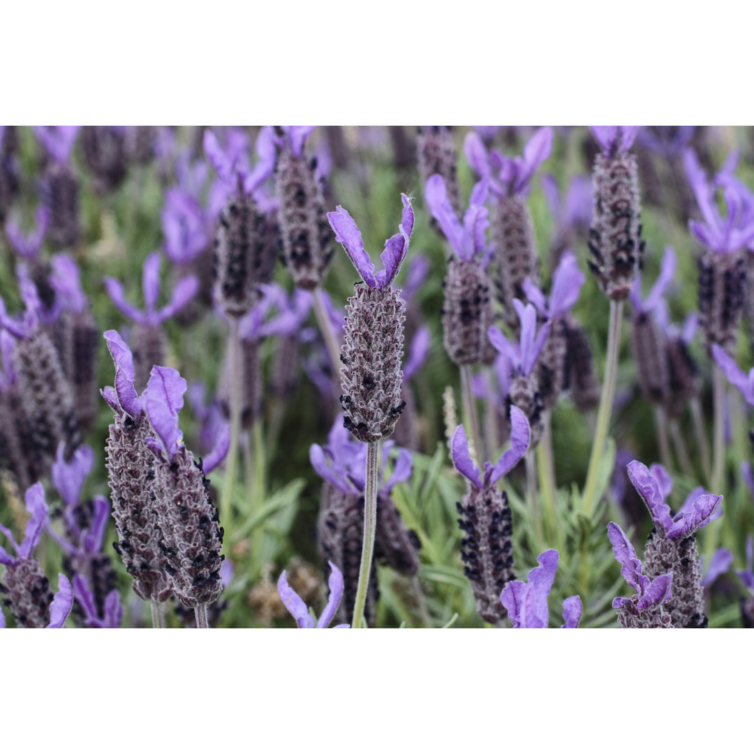 Lavandula Stoechas von Whiteway - Druck