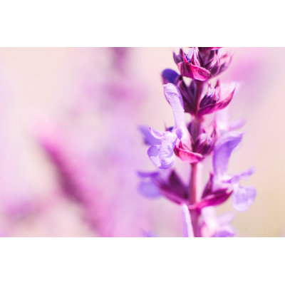 Pink Sage Blossom - Wrapped Canvas Print