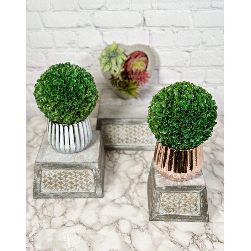 Buis de plantes en faux conserve