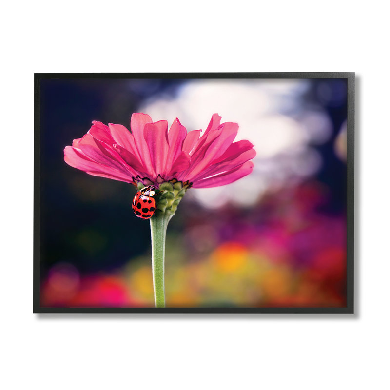 Coccinelle avec fleur rose par Karen Burke, H 11 po x l 14 po x P 1,5 po, Giclée encadrée noir minuit