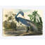 «Blue Heron», reproduction sur toile-32790350-72139967-72139972