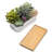 Ember 5.5 " H Faux Succulent in Ceramic and Solid Wood Pot
