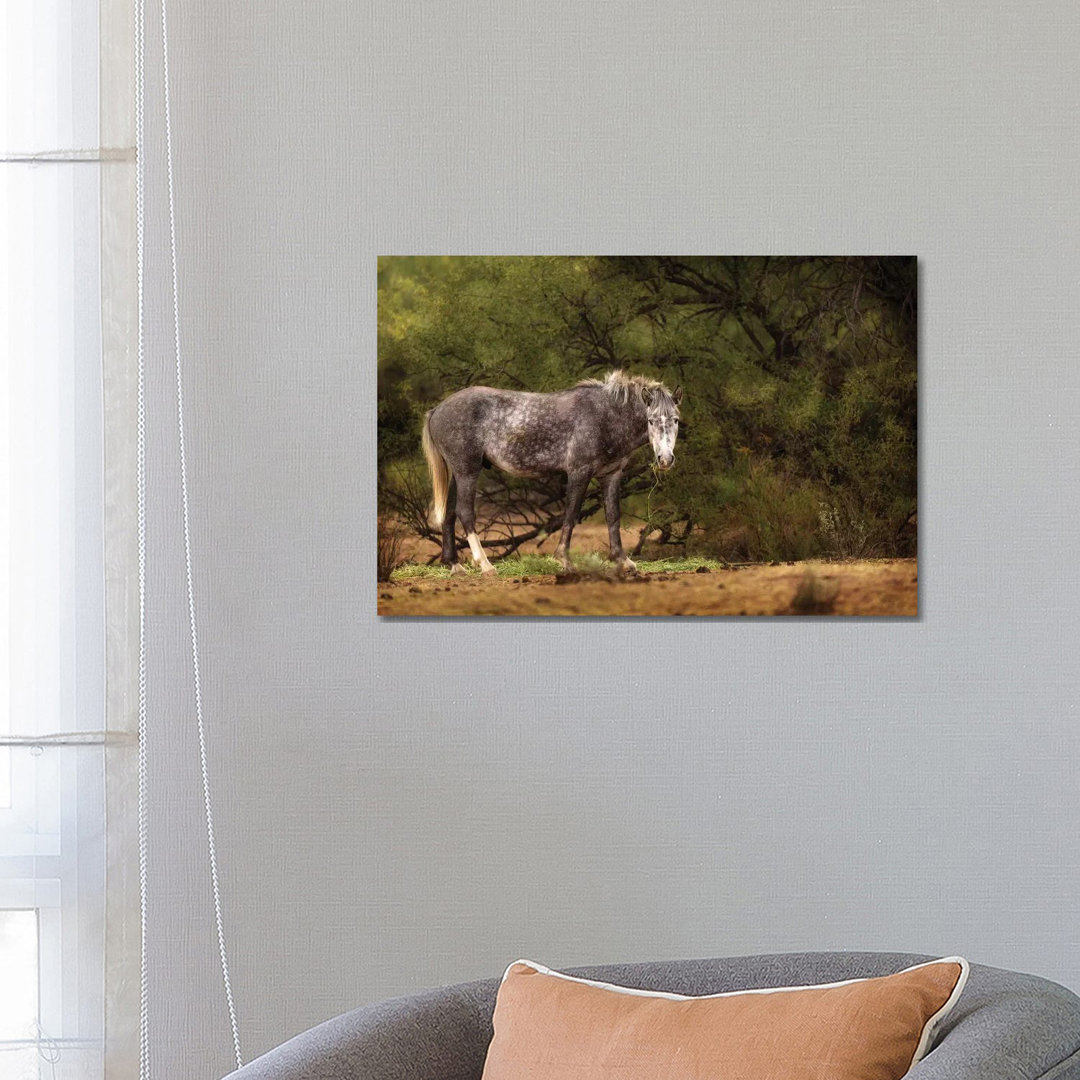 Dapple Grey Arizona Wild Horse von Susan Richey - Galerie-verpackte Leinwand Giclée auf Leinwand